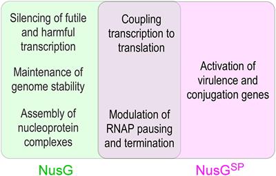 NusG, an Ancient Yet Rapidly Evolving Transcription Factor